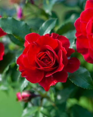 Produktabbildung 4 für Besondere Rosenschönheiten, 2tlg.