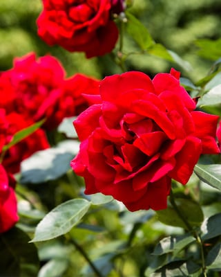 Produktabbildung 3 für Besondere Rosenschönheiten, 2tlg.