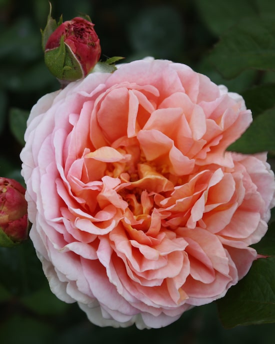 Produktabbildung für Besondere Rosenschönheiten, 2tlg.