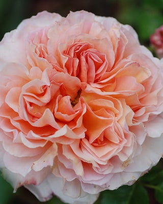 Produktabbildung 2 für Besondere Rosenschönheiten, 2tlg.