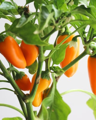 Produktabbildung 2 für Snackpaprika Orange