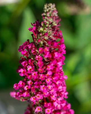 Produktabbildung 2 für Buddleija Octopus Magenta