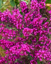 Produktabbildung für Buddleija Octopus Magenta