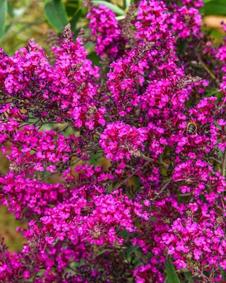 Produktabbildung 1 für Buddleija Octopus Magenta