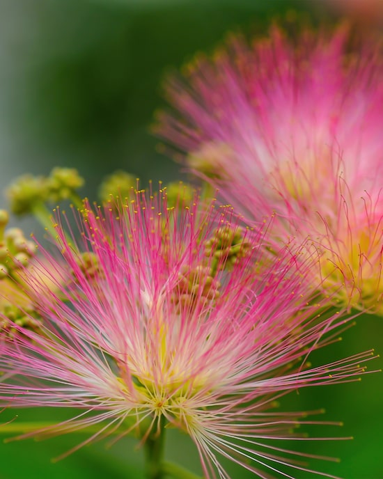 Produktabbildung für Puderstrauch auf Stamm