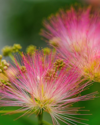 Produktabbildung 1 für Puderstrauch auf Stamm