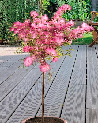 Produktabbildung 2 für Puderstrauch auf Stamm