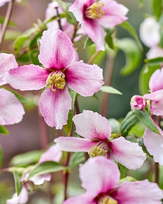 Produktabbildung 2 für Gartenjasmin "Petite Perfume Pink"
