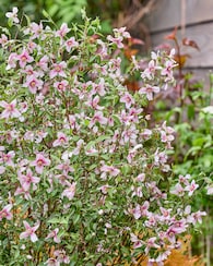 Produktabbildung für Gartenjasmin "Petite Perfume Pink"