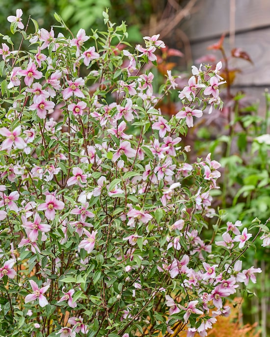Produktabbildung für Gartenjasmin "Petite Perfume Pink"