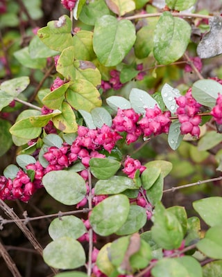 Produktabbildung 2 für Amethyst Scheinbeere Little Berry