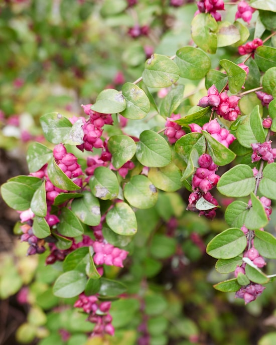 Produktabbildung für Amethyst Scheinbeere Little Berry