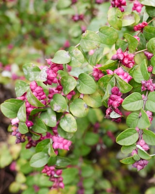 Produktabbildung 1 für Amethyst Scheinbeere Little Berry