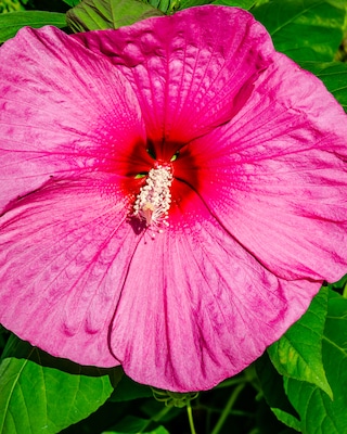 Produktabbildung 2 für XXL Hibiskus "Jazzberry Jam"