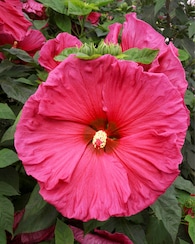 Produktabbildung für XXL Hibiskus "Jazzberry Jam"