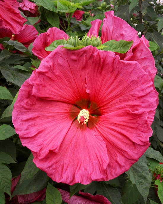 Produktabbildung für XXL Hibiskus "Jazzberry Jam"