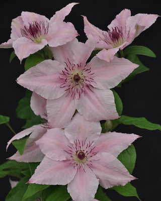 Produktabbildung 2 für Clematis "Sarah Elizabeth"