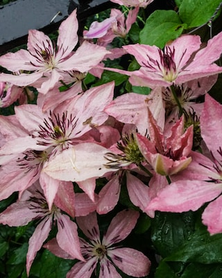 Produktabbildung 1 für Clematis "Sarah Elizabeth"