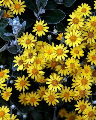 Produktabbildung 2 für Immergrüner Strauch "Sunshine"