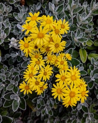 Produktabbildung für Immergrüner Strauch "Sunshine"