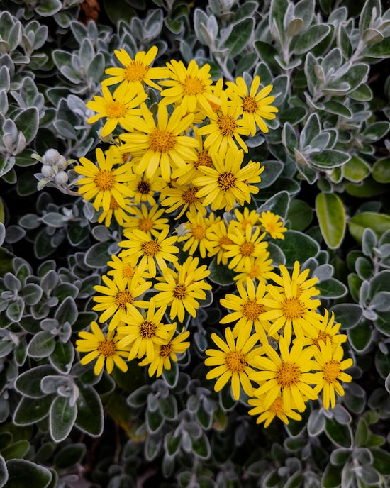 Produktabbildung für Immergrüner Strauch "Sunshine"