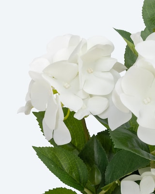 Produktabbildung 2 für Hortensie im Topf