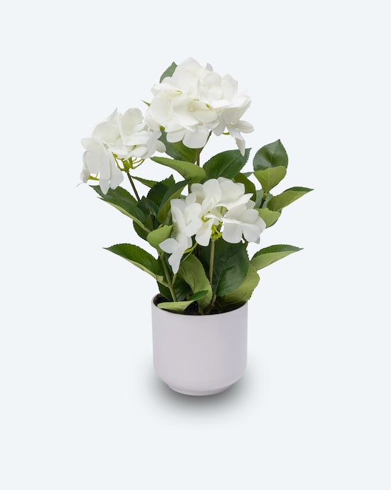 Produktabbildung für Hortensie im Topf