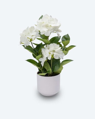 Produktabbildung 1 für Hortensie im Topf