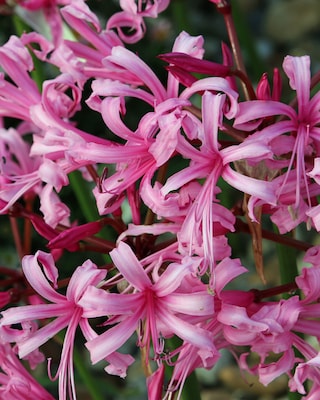 Produktabbildung 4 für Wunderblumen & Nerine, 13tlg.