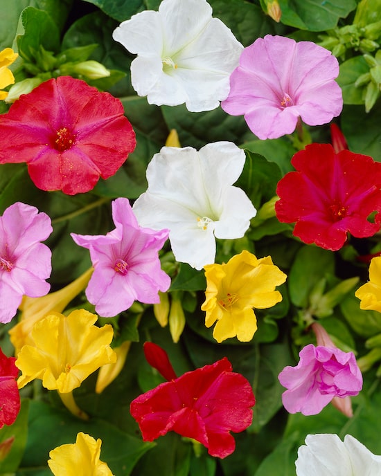 Produktabbildung für Wunderblumen & Nerine, 13tlg.