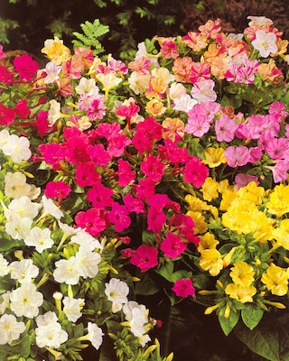 Produktabbildung 3 für Wunderblumen & Nerine, 13tlg.