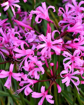 Produktabbildung 2 für Wunderblumen & Nerine, 13tlg.