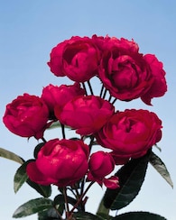 Produktabbildung für Muttertagsrosen, 2tlg.