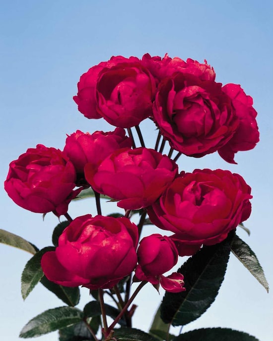 Produktabbildung für Muttertagsrosen, 2tlg.
