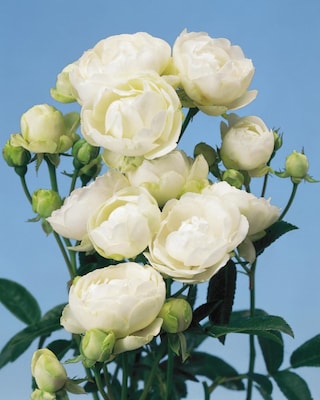 Produktabbildung 2 für Muttertagsrosen, 2tlg.