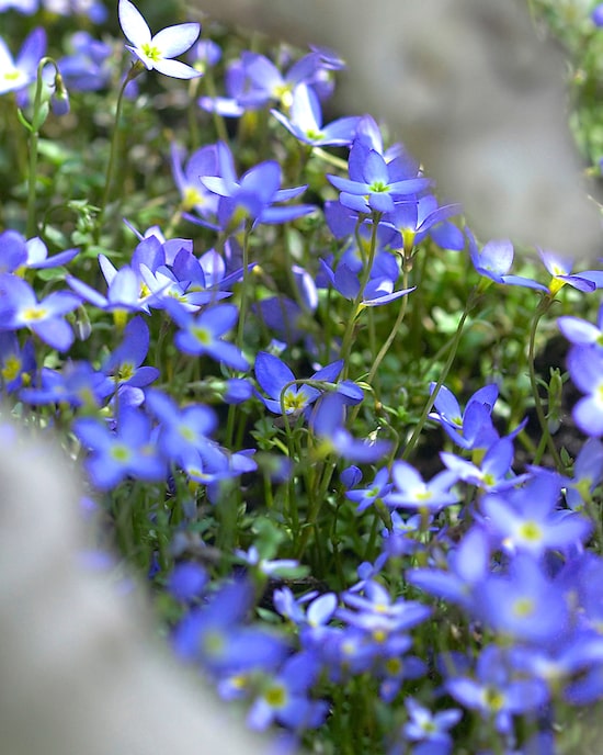 Produktabbildung für Bodendecker "Blausternchen", 5tlg.