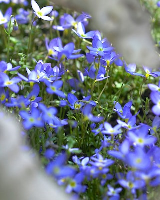 Produktabbildung 1 für Bodendecker "Blausternchen", 5tlg.