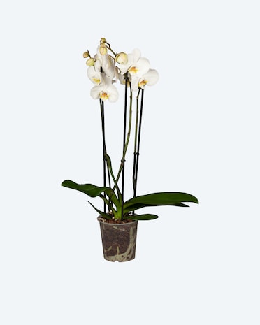 Produktabbildung für Orchidee 3-triebig