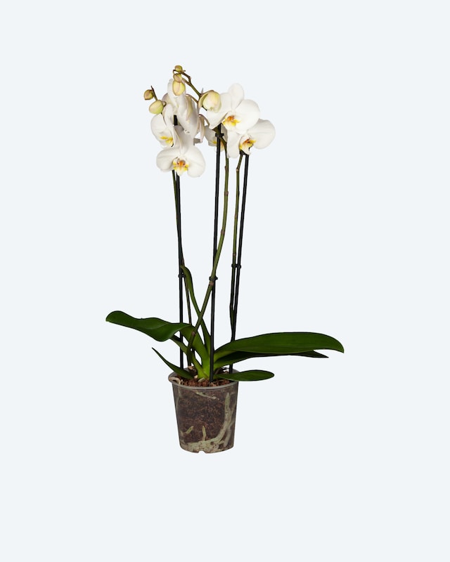 Orchidee 3-triebig