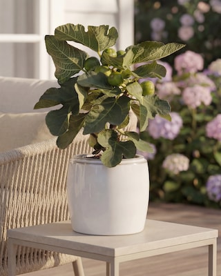 Produktabbildung 2 für Feigenbaum (Topfgröße 14 cm)