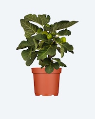 Produktabbildung für Feigenbaum (Topfgröße 14 cm)