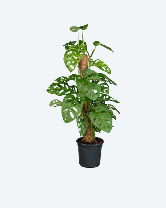 Produktabbildung für Mini-Monstera