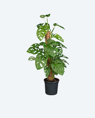Produktabbildung 1 für Mini-Monstera