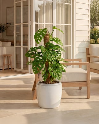 Produktabbildung 2 für Mini-Monstera