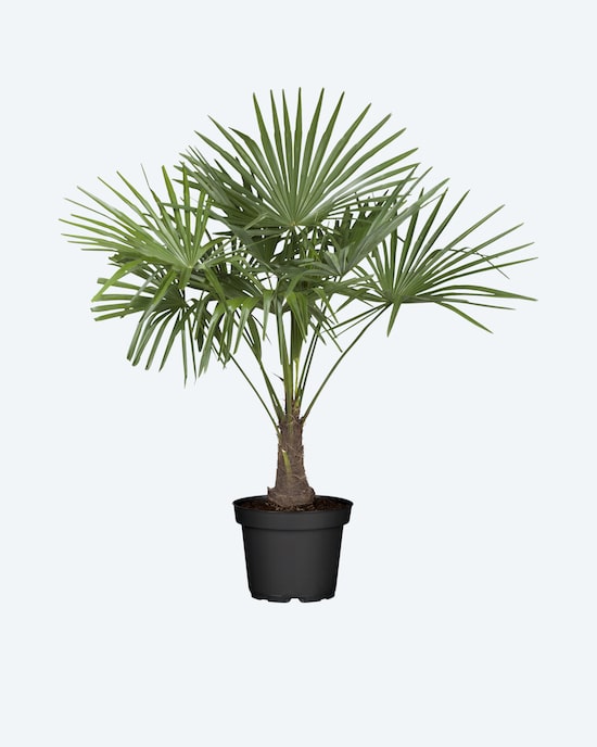 Produktabbildung für Hanfpalme