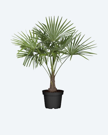 Produktabbildung für Hanfpalme
