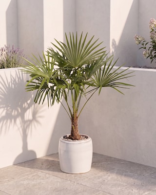 Produktabbildung 2 für Hanfpalme