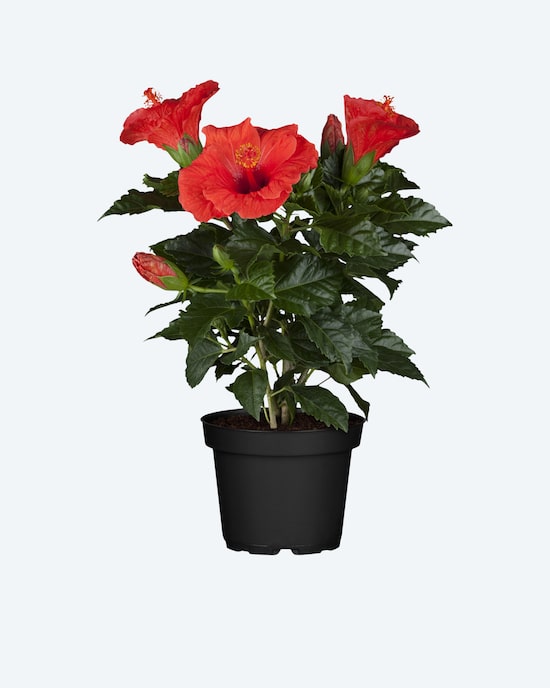 Produktabbildung für Hibiskus
