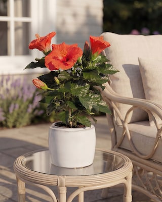 Produktabbildung 2 für Hibiskus