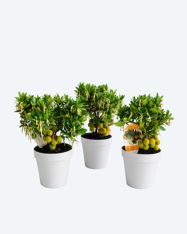 Produktabbildung für Erdbeerbaum